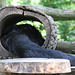 Binturong (Zoom Erlebniswelt)