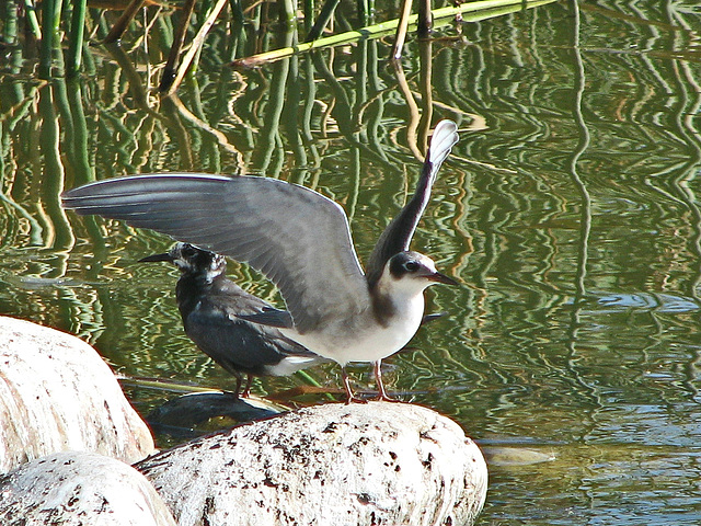 Black Terns