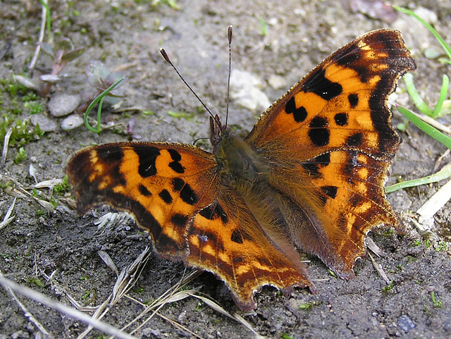 Green Comma