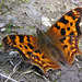 Green Comma