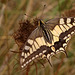 Machaon, grand porte-queue = Papilio machaon L.