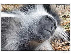 Colobus Satisfaction