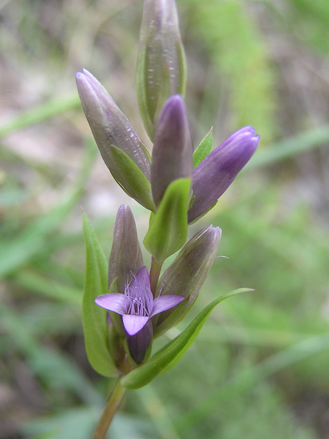 Northern Gentian