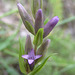 Northern Gentian