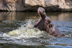 Happy Hippo IV (Zoom Erlebniswelt)