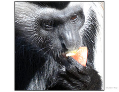 Colobus with fruit close-up 2