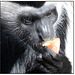 Colobus with fruit close-up 2