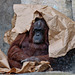 Female Orangutan with Paper Umbrella