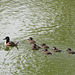 Ruddy Duck family