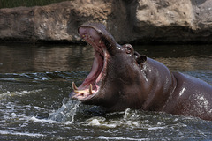 Happy Hippo VI (Zoom Erlebniswelt)