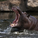 Happy Hippo VI (Zoom Erlebniswelt)