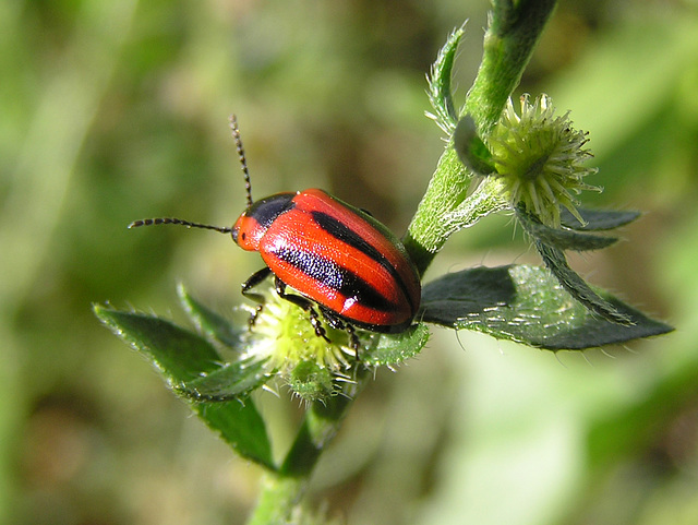 Red Turnip Beetle