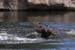 Happy Hippo III (Zoom Erlebniswelt)