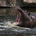Happy Hippo V (Zoom Erlebniswelt)