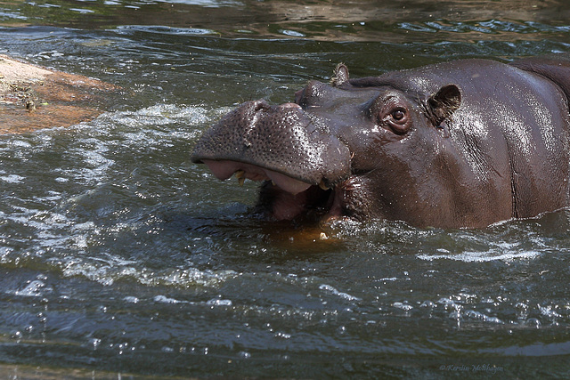 Happy Hippo VIII (Zoom Erlebniswelt)