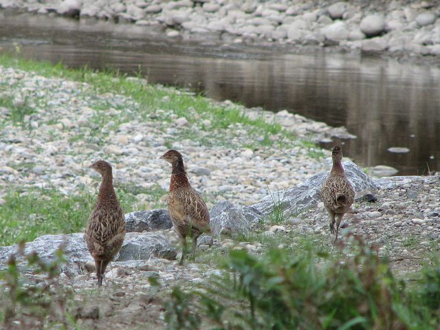 Young Ring-necked Pheasants