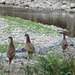 Young Ring-necked Pheasants