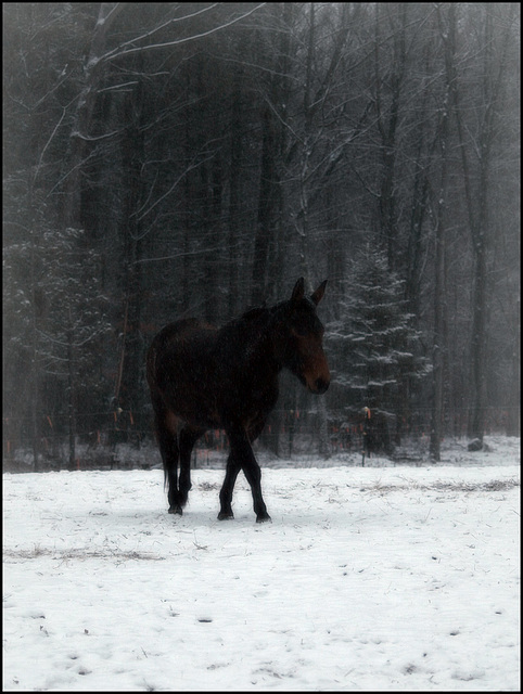 snow!