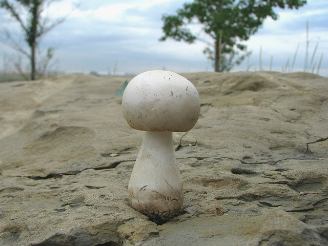 The giant mushroom