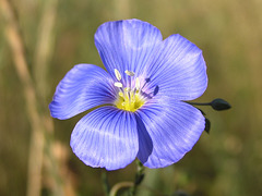 Common Flax