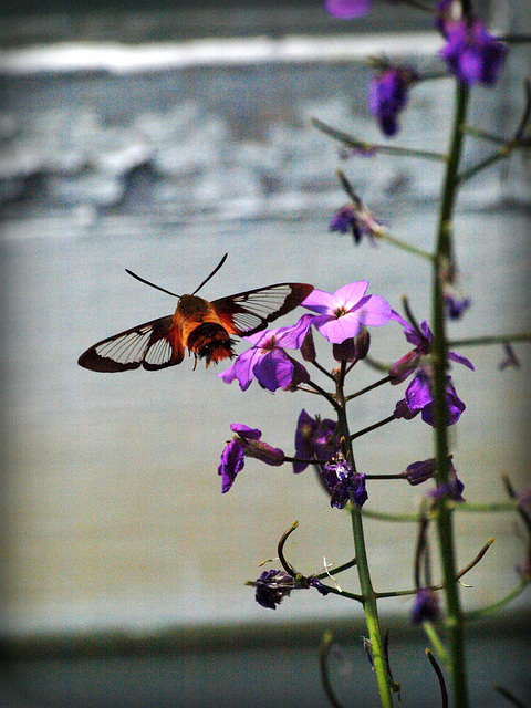 in flight