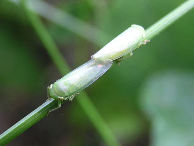 Leafhopper