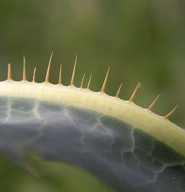 Prickly Lettuce leaf