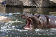 Happy Hippo VII (Zoom Erlebniswelt)
