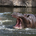 Happy Hippo VII (Zoom Erlebniswelt)
