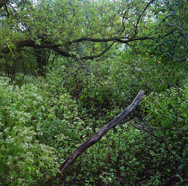 green weeds and branch