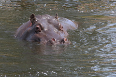 Und Tschüss... Happy Hippo IX (Zoom Erlebniswelt)