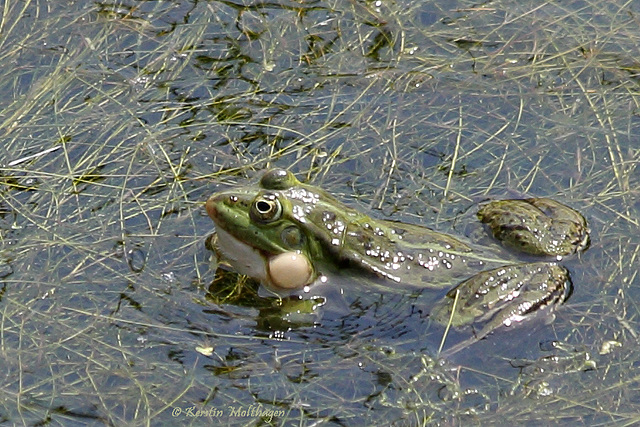 Teichfrosch (Zoom Erlebniswelt)