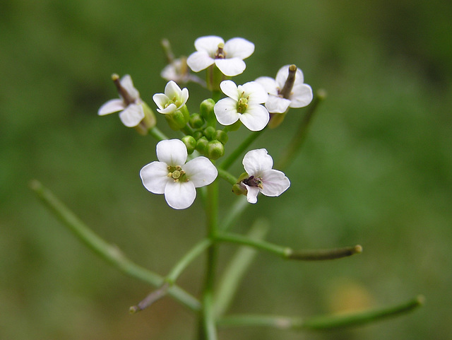 Unidentified plant