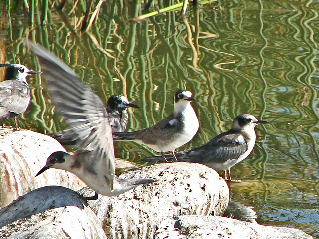 Black Terns