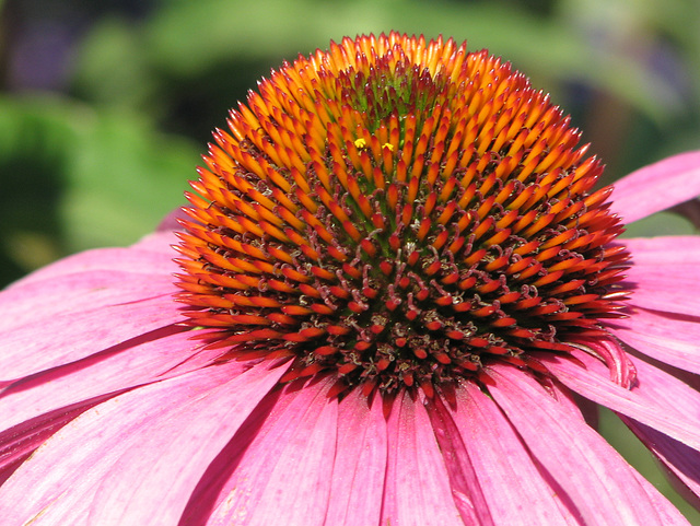 Echinacea