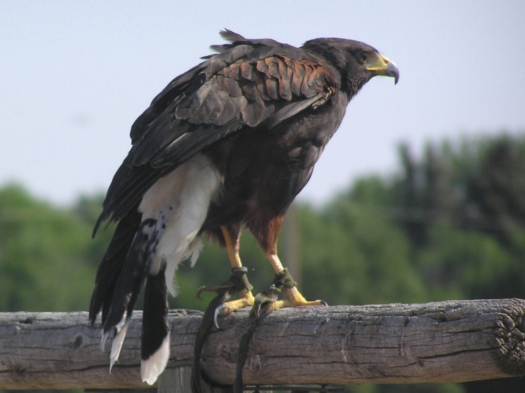 Harris's Hawk