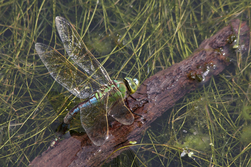 Große Königslibelle (Zoom Erlebniswelt)