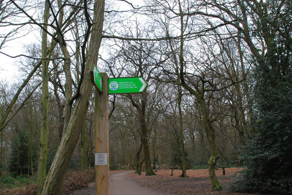 Through Highgate Wood