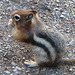 Golden-mantled Groundsquirrel