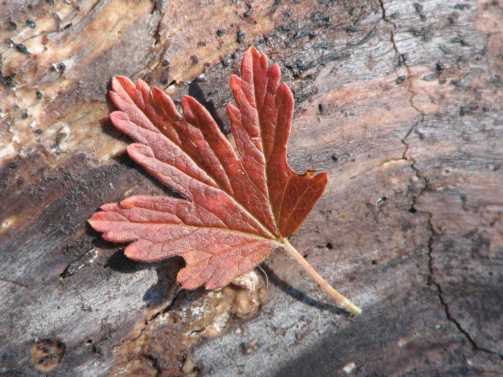 Wild Gooseberry leaf