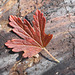 Wild Gooseberry leaf