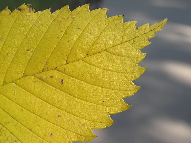 American Elm