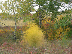 Asparagus in the fall