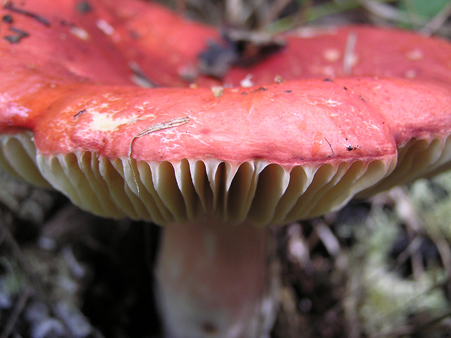 White Gills