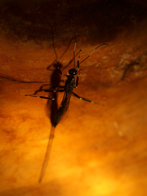 ichneumon wasp