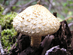 Mushroom