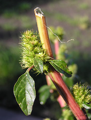Red-root Pigweed