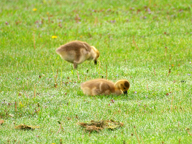 dew and goslings