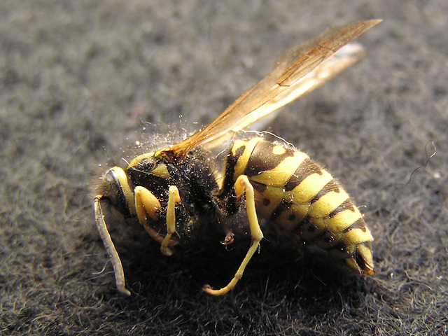 Yellowjacket