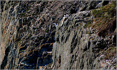 Ledges of South Stack